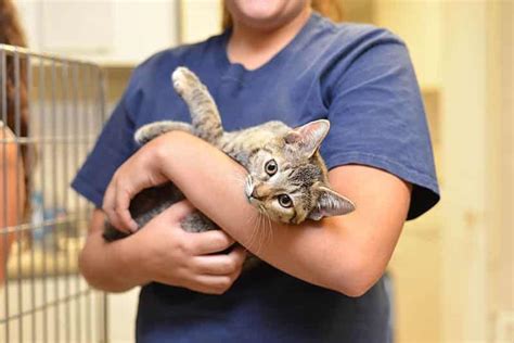 charities for cats|13 Best Cat Charities and Good Causes to Support .